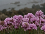 Grasnelken auf Lihou Island