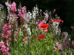 Im Candie Garden
