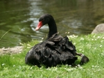 Schwarzer Schwan im Samarès Garden