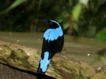 Asia Fairy Bluebird im Durrell Wildlife Park