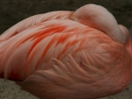 Schlafender Flamingo im Durrell Wildlife Park