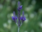 Lavender Farm