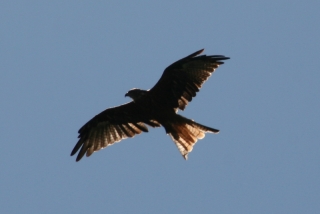 Raubvögel wohin man schaut