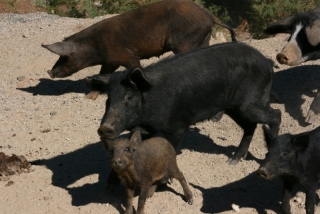 Halbwildschweinhorde am Col de Sevi