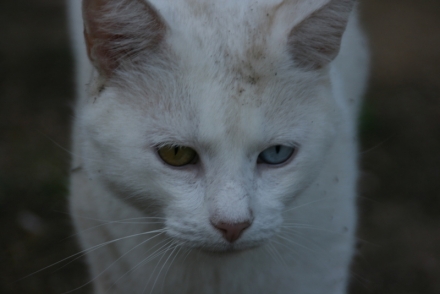 Kater Diesel