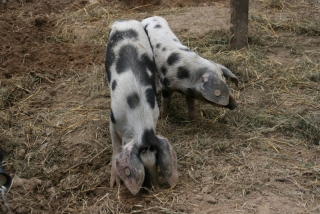 Bentschweine im Museumsdorf Hössering