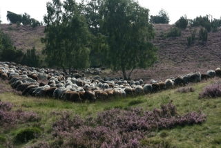 Heidschnuckenherde