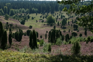 Der Totengrund