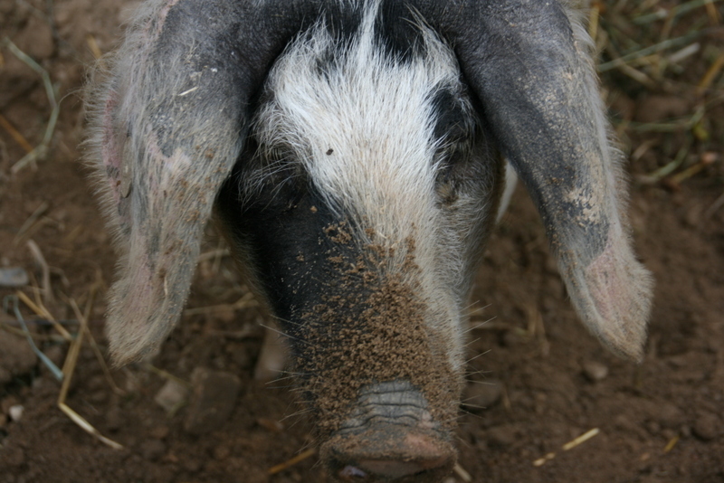 Bentschwein im Museumsdorf Hössering