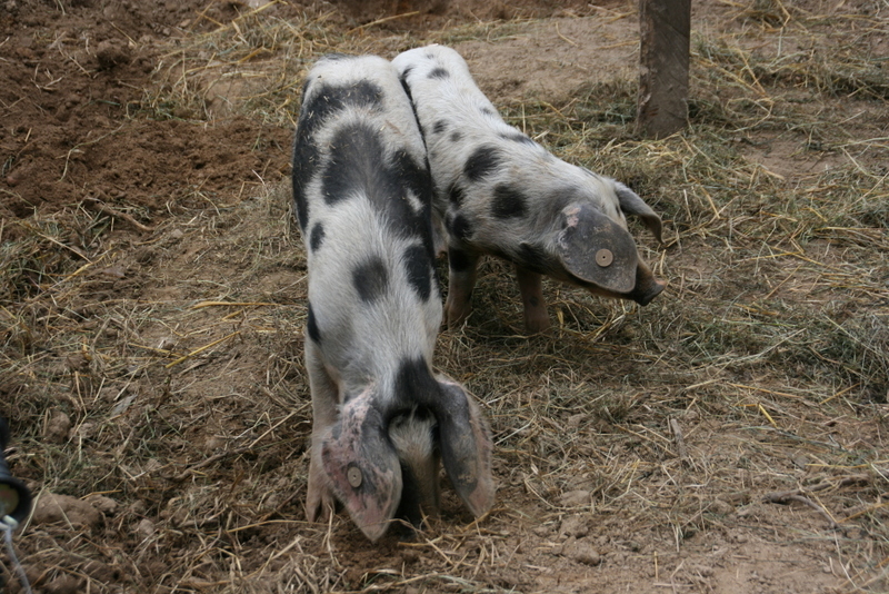 Bentschweine im Museumsdorf Hössering