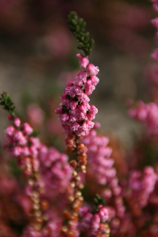 Blühende Heide im Heidegarten Höpen