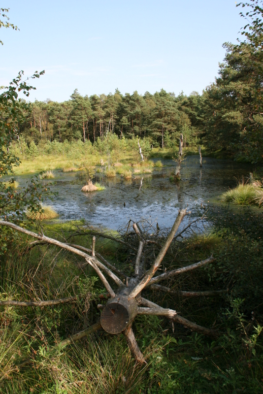 Pietzmoor