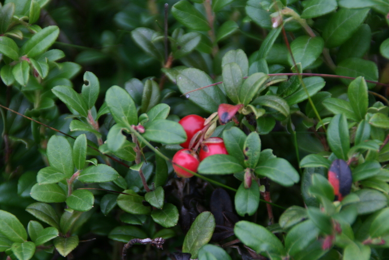 Preiselbeeren (ohne zugehörende Rindroulade)