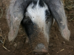 Bentschwein im Museumsdorf Hössering