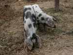 Bentschweine im Museumsdorf Hössering
