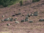 Heidschnuckenherde