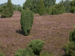Heidelandschaft