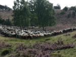 Heidschnuckenherde