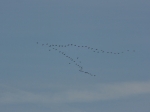 Vogelschwarm