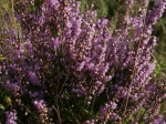 Blühende Heide