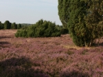Heidelandschaft auf der Wanderung zum Wilseder Berg