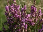Blühende Heide