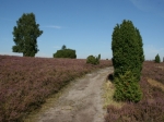 Heidelandschaft auf der Wanderung zum Wilseder Berg
