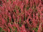 Blühende Heide im Heidegarten Höpen