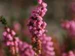 Blühende Heide im Heidegarten Höpen