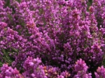 Blühende Heide im Heidegarten Höpen