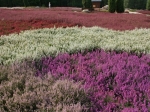 Blühende Heide im Heidegarten Höpen