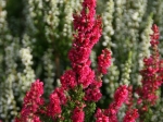 Blühende Heide im Heidegarten Höpen