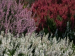 Blühende Heide im Heidegarten Höpen