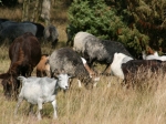 Heidschnucken-Herde