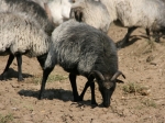 Heidschnucken-Herde