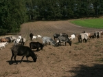 Heidschnucken-Herde