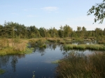 Pietzmoor