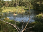 Pietzmoor