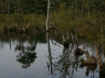 Pietzmoor