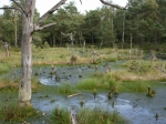 Pietzmoor