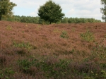 Wanderung zum Wietzer Berg