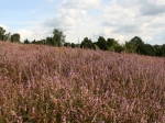 Wanderung in der Ellerndorfer Wacholder Heide