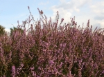 Wanderung in der Ellerndorfer Wacholder Heide