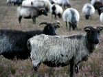 Heidschnucken in der Ellerndorfer Wacholder Heide