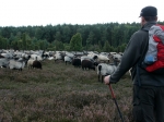 Heidschnucken in der Ellerndorfer Wacholder Heide