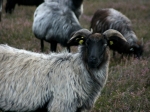 Heidschnucken in der Ellerndorfer Wacholder Heide