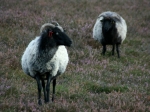 Heidschnucken in der Ellerndorfer Wacholder Heide