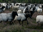 Heidschnucken in der Ellerndorfer Wacholder Heide