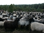 Heidschnucken in der Ellerndorfer Wacholder Heide