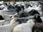 Heidschnucken in der Ellerndorfer Wacholder Heide
